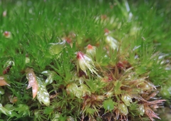 Campylopus flexuosus