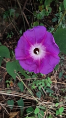 Ipomoea villifera