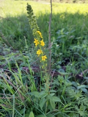 Agrimonia bracteata