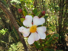 Theaceae