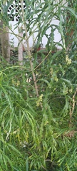 Rumex longifolius