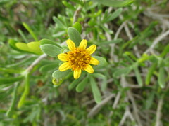 Borrichia arborescens