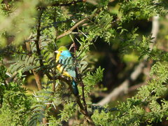 Passerina leclancherii
