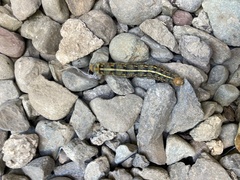 Hyles lineata