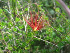 Calliandra haematomma colletioides