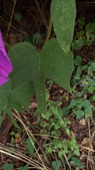 Ipomoea villifera