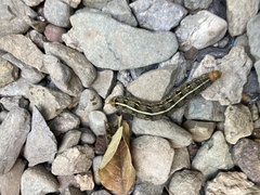 Hyles lineata