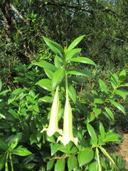 Cubanola