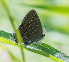 Satyrium liparops