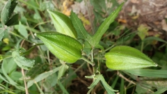 Abelmoschus moschatus