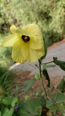 Abelmoschus moschatus