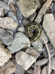 Hyles lineata