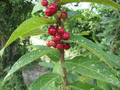 Malpighia suberosa