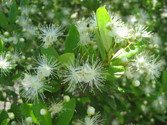 Myrcianthes fragrans