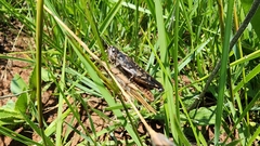 Locusta