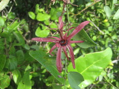Passiflora cupraea