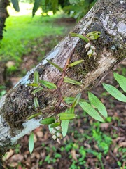 Epidendrum strobiliferum