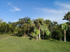 Copernicia baileyana