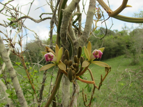 wormvine orchid