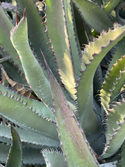 Agave capensis