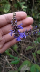 Salvia lavanduloides