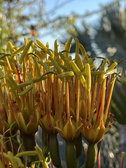 Agave capensis