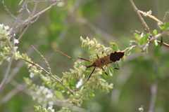 Zelus janus