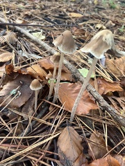 Fungi