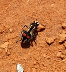 Hoplomutilla