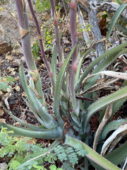 Agave capensis