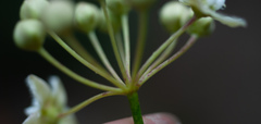 Funastrum