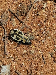 Graphipterus distinctus