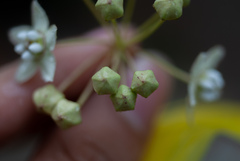 Funastrum