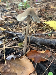 Fungi