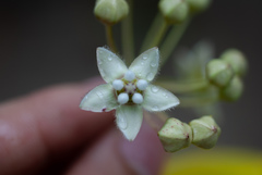 Funastrum