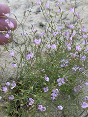 Stenotis asperuloides