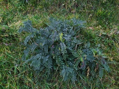 Onobrychis viciifolia