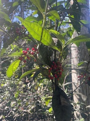 Psychotria tenuifolia