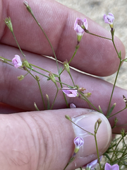 Stenotis asperuloides