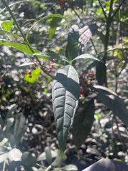 Psychotria tenuifolia