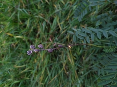 Onobrychis viciifolia