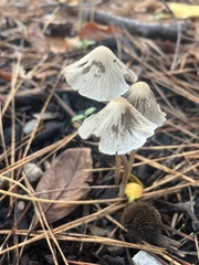 Fungi