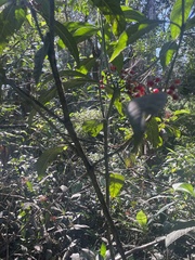 Psychotria tenuifolia