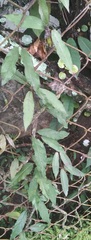 Ulmus alata