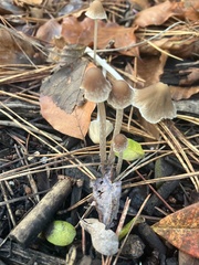 Fungi