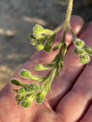 Justicia californica