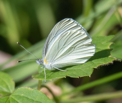 Pieris oleracea