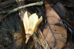 Annonaceae
