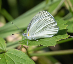Pieris oleracea