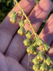 Stegnosperma halimifolium